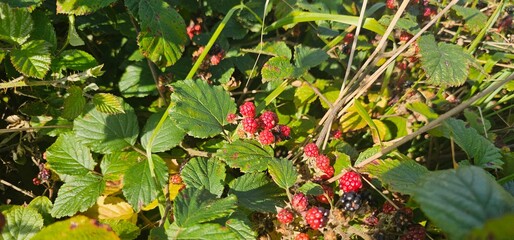 A bush of many ripe blackberries (Rubus fruticosus). they are in red and violet colors.