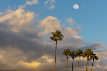 Palm trees, rain clouds, waxing moon, and blue skies shown in late afternoon in Southern California.