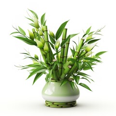 Natural and fresh Lucky Bamboo isolated on white background