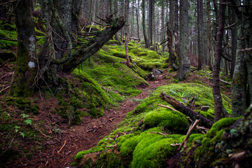 Magical fairytale forest. Coniferous forest covered of green moss. Mystic atmosphere.