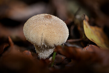 White puffball growing in the forest.