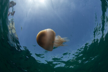 jellyfish Medusa Rhizostoma pulmo. Porto Conte. Parco di Capo Caccia. Alghero, Sardegna. Italia.