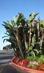 Giant Bird of Paradise (Strelitzia nicolai) tropical plant in a flower bed near entrance to Mission Bay Bahia Point and Ventura Cove public beach, San Diego, CA