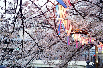 夜桜祭り