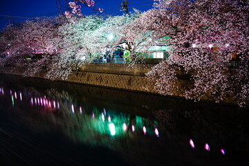 夜桜祭り