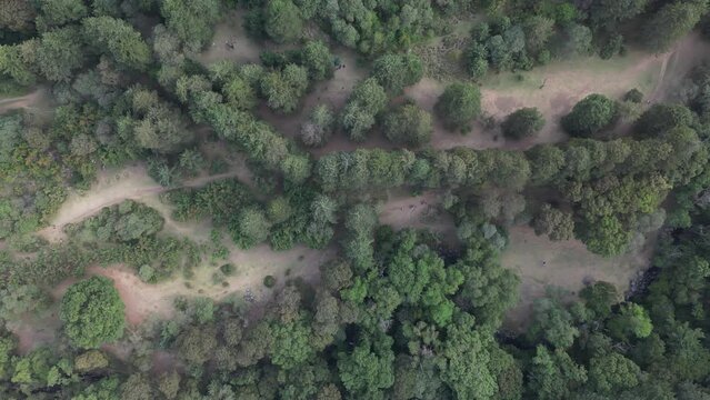 Drone footage of the dirt trails between dense green woods on the hill at sunset near Indore, India