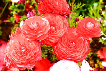 薔薇