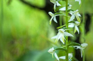 Naklejka premium Closeup of a lesser butterfly-orchid (Platanthera bifolia, Orchidaceae) in the Ukrainian Carpathians