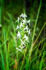 Closeup of a lesser butterfly-orchid (Platanthera bifolia, Orchidaceae) in the Ukrainian Carpathians