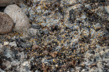 Feeder bread thrown in the forest.