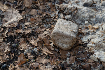 Feeder bread thrown in the forest.