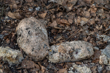 Feeder bread thrown in the forest.