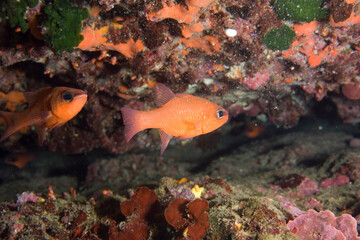 Re di Triglie, Cardinal Fish, Meerbarbenkönig (Apogon imberbis). Alghero, Capo Caccia, Sardegna, Sardinia. Italy