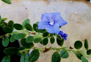 blue flowers in the garden