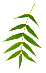 ash-tree . ash leaf.Isolated on transparent, png. green spring foliage