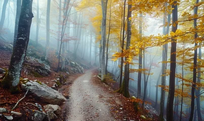  Autumn forest in foggy morning. Footpath in autumn forest © TheoTheWizard