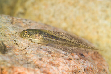 tadpole of Hyla arborea. Monte Limbara, Tempio, OT, Sardinia, Italy