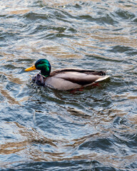 Mallard 8
