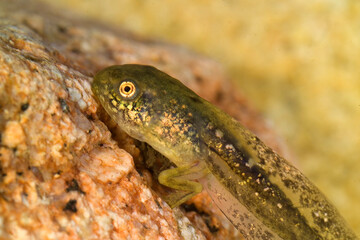 tadpole of Hyla arborea. Monte Limbara, Tempio, OT, Sardinia, Italy
