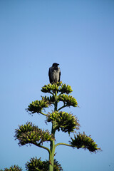 Hooded Crow (Corvus corone cornix) on agave. Asinara. SS, Sardinia, Italy