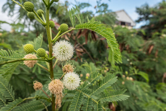 Weisskopf-Mimose,Wilde Tamarinde (Leucaena leucocephala)