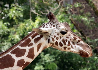 Portrait einer Giraffe (Giraffa spec.)