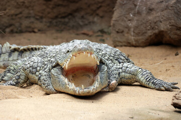 Nilkrokodil (Crocodylus niloticus)