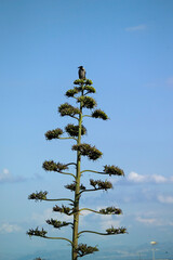 Hooded Crow (Corvus corone cornix) on agave. Asinara. SS, Sardinia, Italy