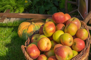 Äpfel in einem Weidekorb