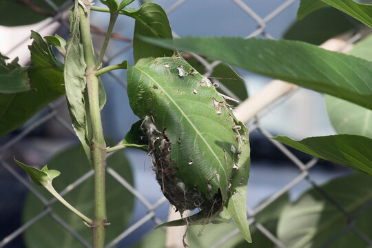 Vadodara, Gujarat / India - August 17, 2012: The view of the nest of the tailor bird.