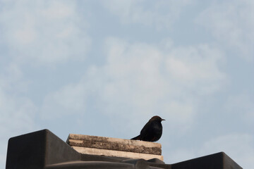 Vadodara, Gujarat / India - October 08, 2012: A black-colored bird against the blue sky.