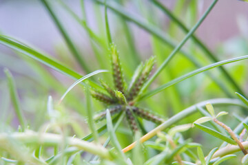 Vadodara, Gujarat / India - July 10, 2012 : A close up of the wild grass in the garden.