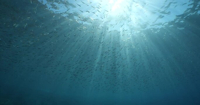 atherina silverside fish scenery underwater sun beams sun rays underwater mediterranean sea sun shine relaxing ocean scenery