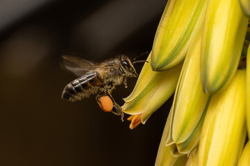 A bee collecting nectar and pollen from an aloe vera flower - obrazy, fototapety, plakaty