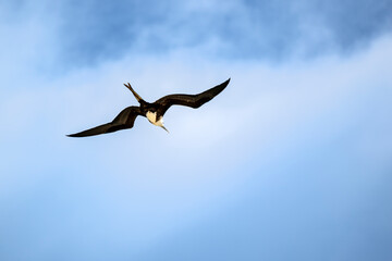 Magnificent frigatebird (Fregata magnificens) in flight