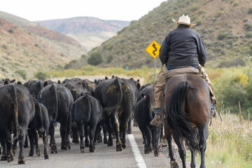 Cattle drive in rural Idaho