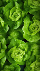 Obraz premium Green Lettuce Heads Clustered Background, top view