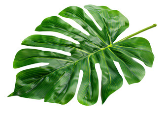 A large green Monstera leaf, perfectly isolated on a white background. PNG format