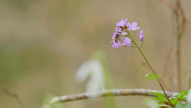Cardamine - First Spring Forest Flowers. Purple And Lilac Forest Flowers. Beautiful Spring Floral Background.