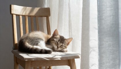 昼寝をするかわいい子猫と椅子
