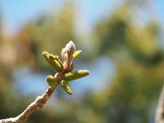 伸びはじめの胡桃の雄花