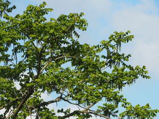 落葉樹　花の咲いたクルミの木