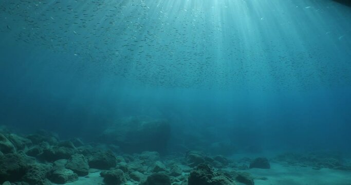 atherina silverside fish scenery underwater sun beams sun rays underwater mediterranean sea sun shine relaxing ocean scenery