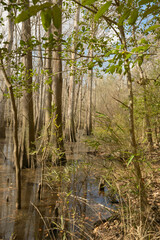 Cypress swamps of Southeast Louisiana. Feb. 2024.