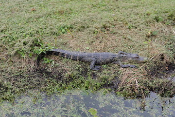Baby Alligator