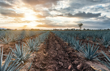 Plantio de Agave tequilana, Tequila, Jalisco.