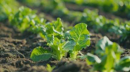 Fototapeta premium A row of crisp emeraldgreen lettuce shoots pushing their way towards the surface each one a promise of a fresh crunchy salad.