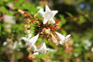 Small white flowers in the shape of a bell