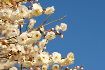 white Japanese apricot in full blooming	