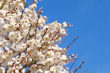 white Japanese apricot in full blooming